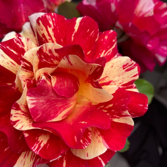 D. Leigh 💙 LIVES COMING SOON 12 days and counting 😊 - Picture 7 of 13